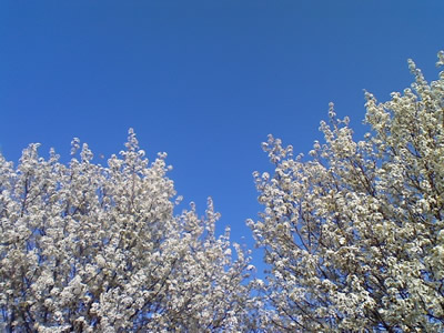 Spring blossoms